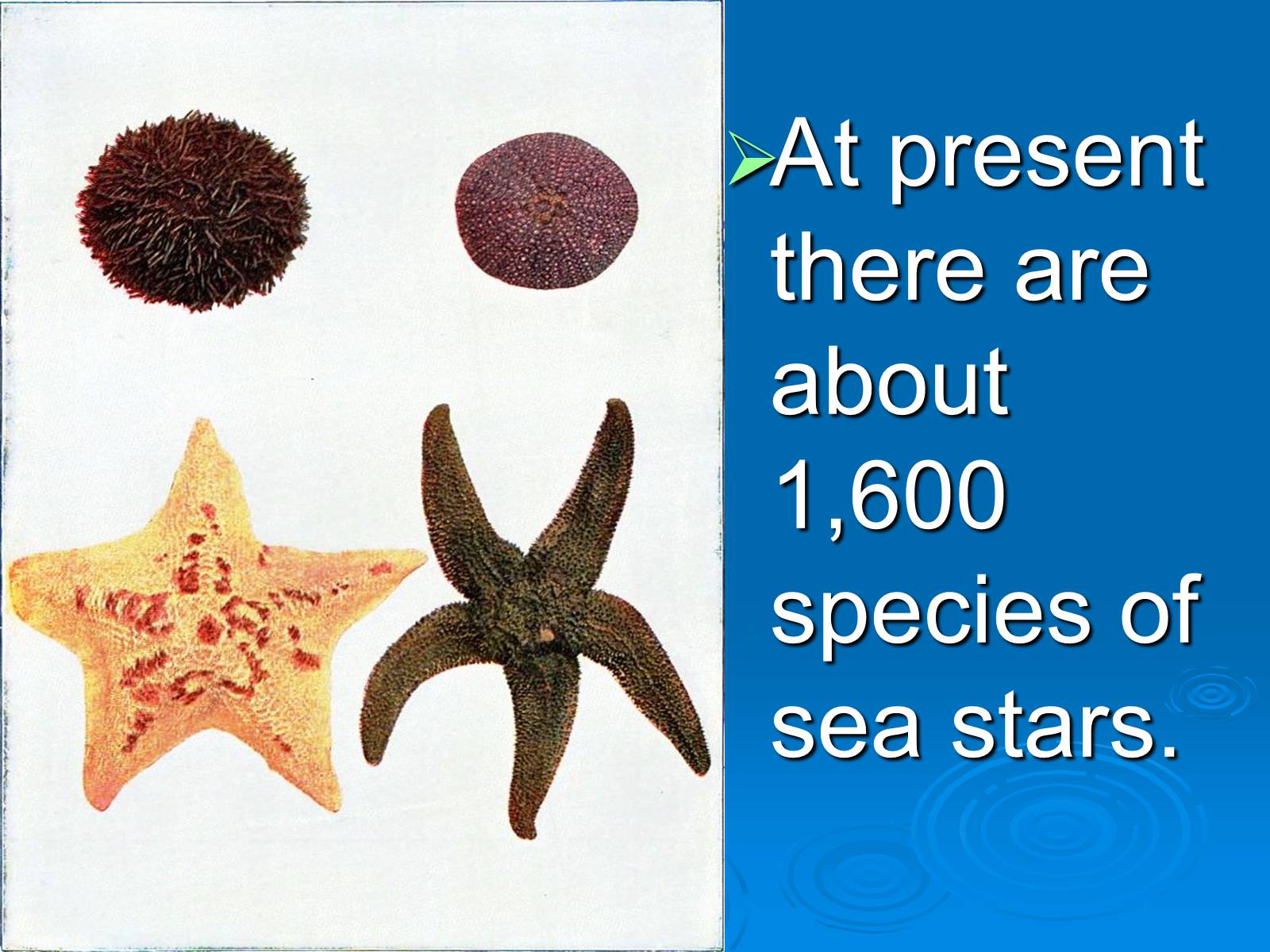 Презентація на тему «Starfish» - Слайд #11