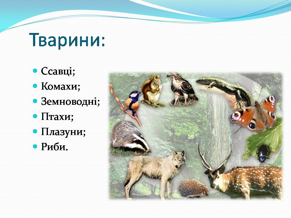 Презентація на тему «Різноманітність видів рослин у природі» - Слайд #13