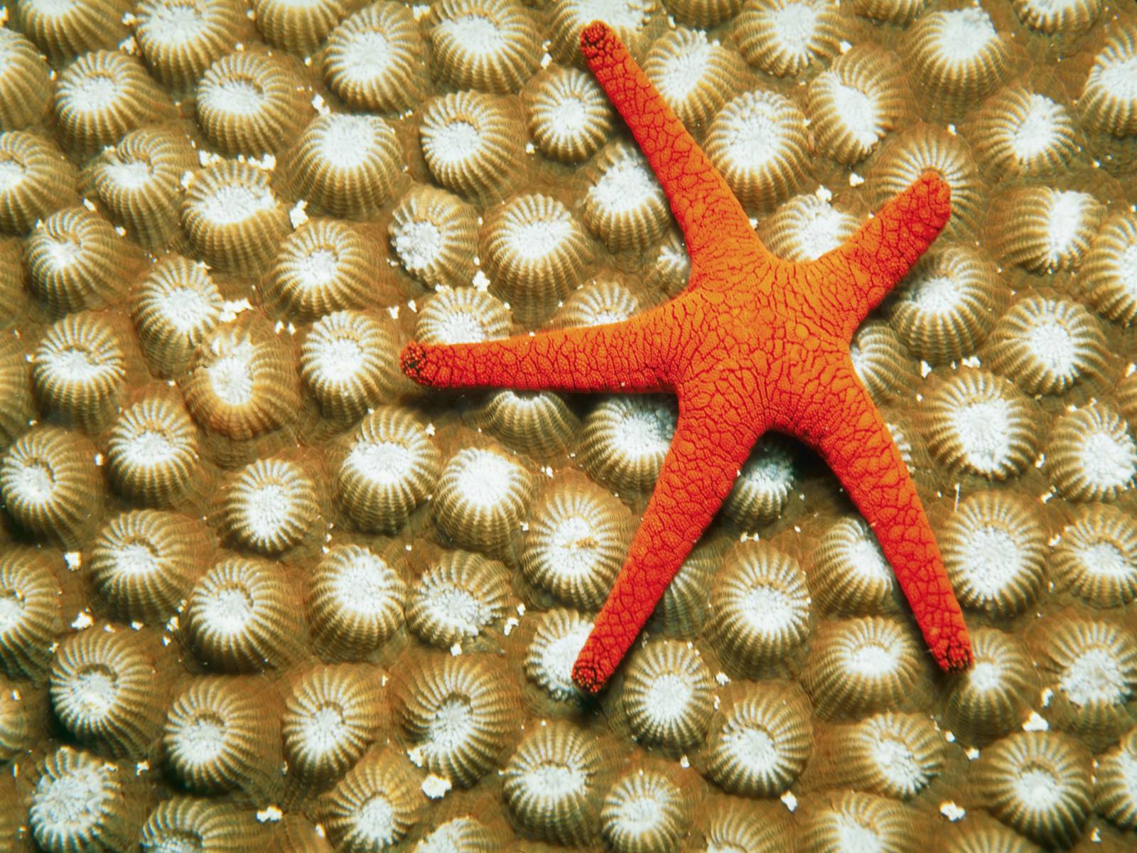 Pics of starfish