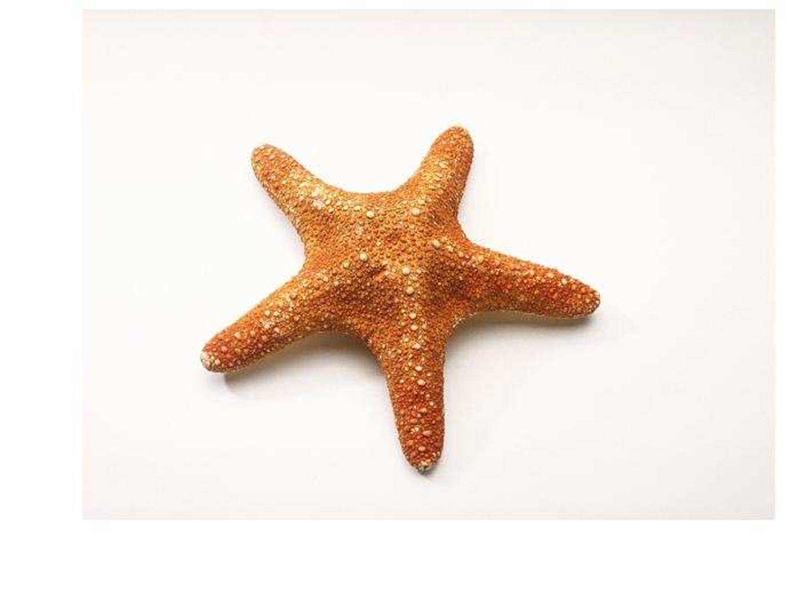 Презентація на тему «Starfish» - Слайд #13