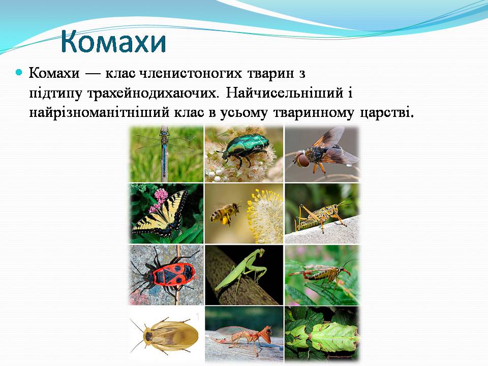 Презентація на тему «Різноманітність видів рослин у природі» - Слайд #15