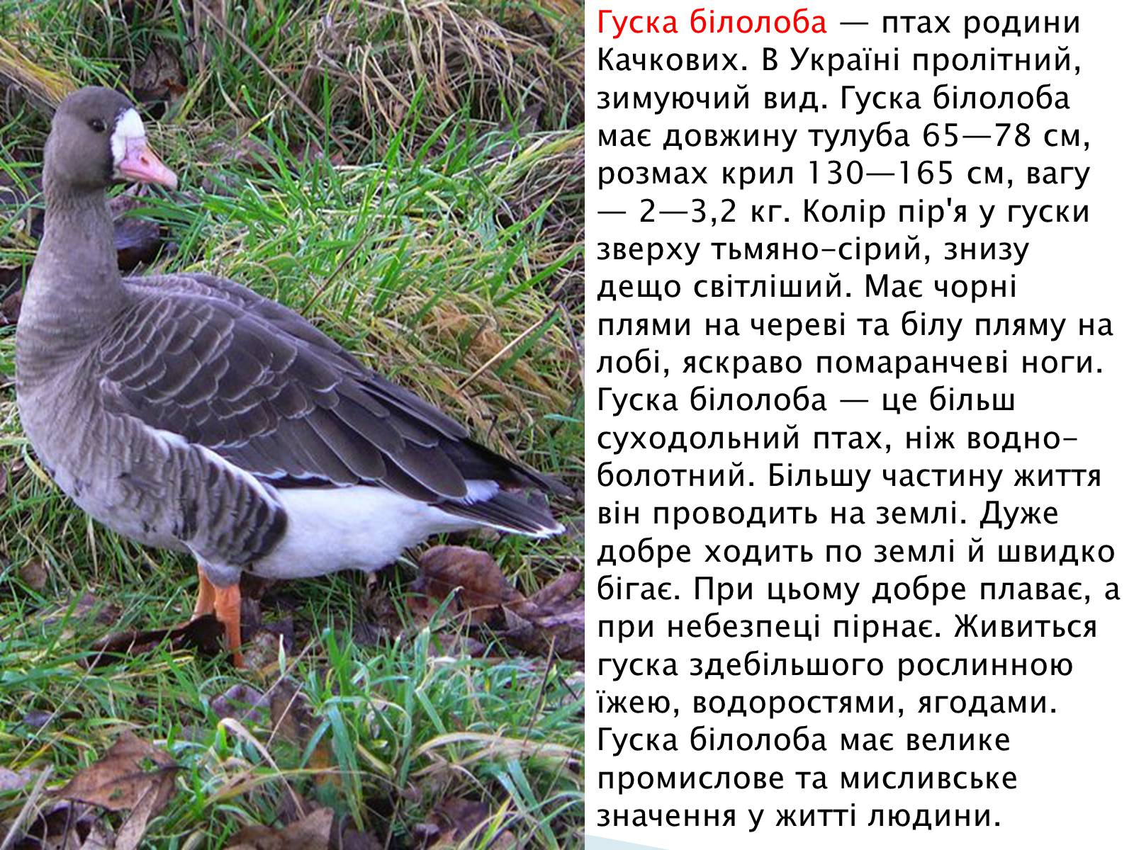 Презентація на тему «Зимуючі птахи України» - Слайд #3