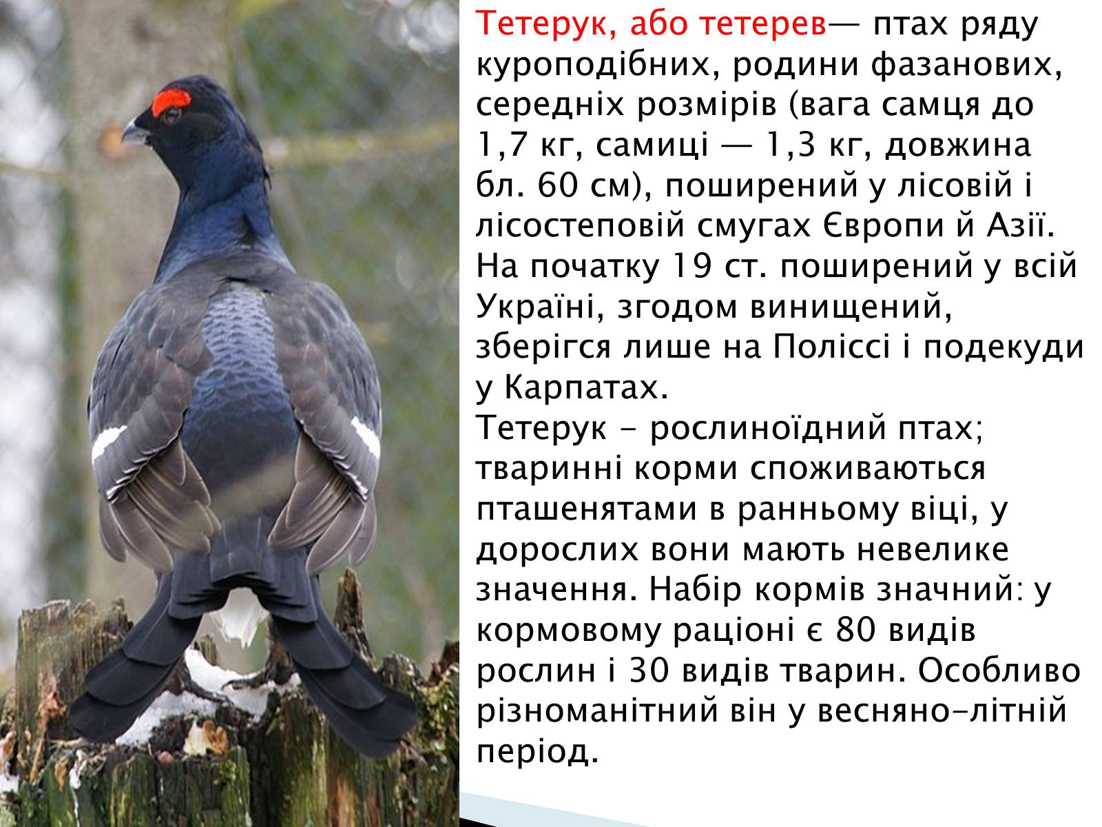 Презентація на тему «Зимуючі птахи України» - Слайд #5
