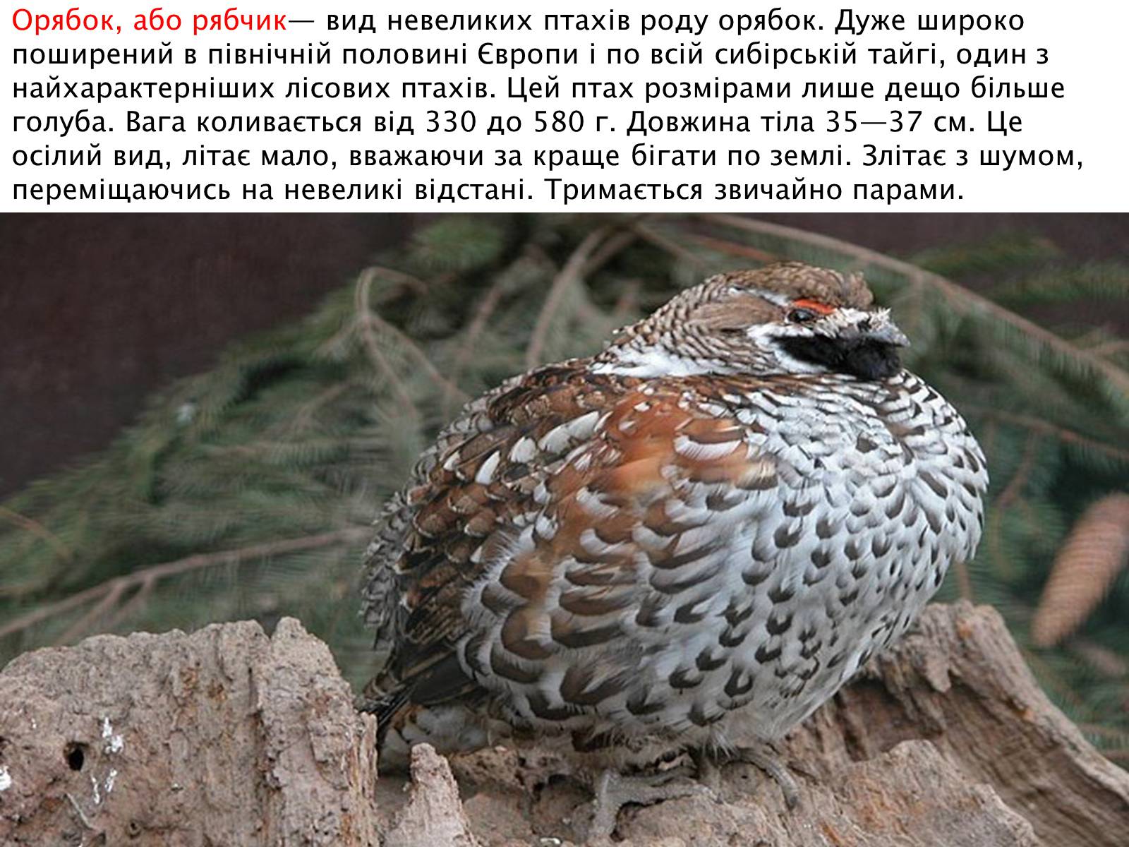 Презентація на тему «Зимуючі птахи України» - Слайд #6