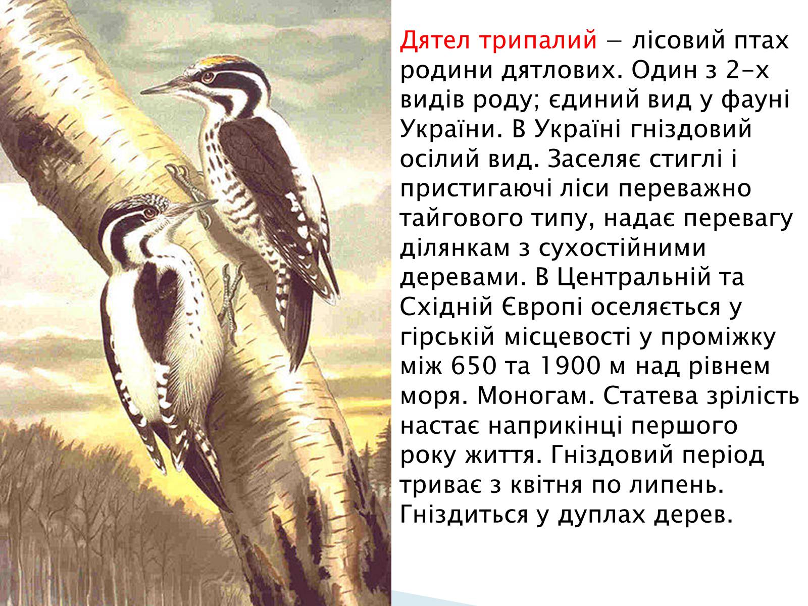 Презентація на тему «Зимуючі птахи України» - Слайд #8