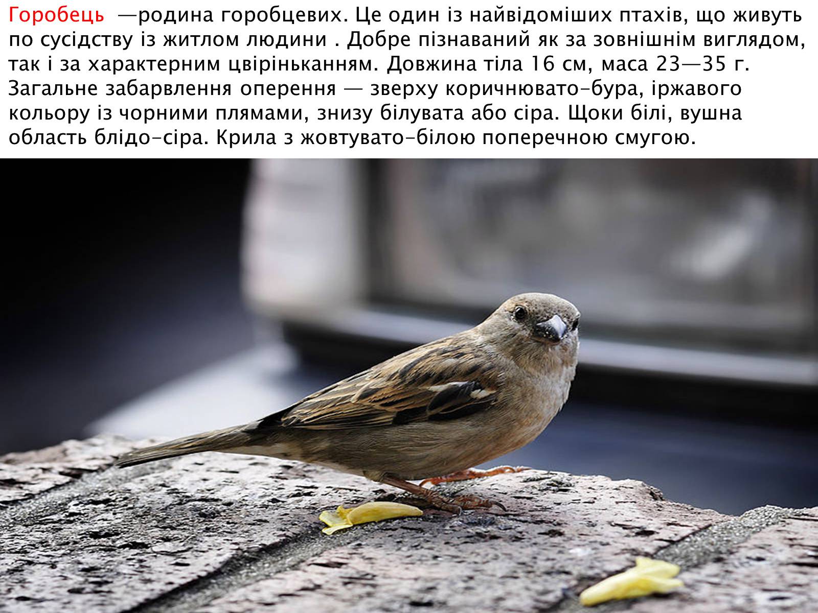 Презентація на тему «Зимуючі птахи України» - Слайд #12