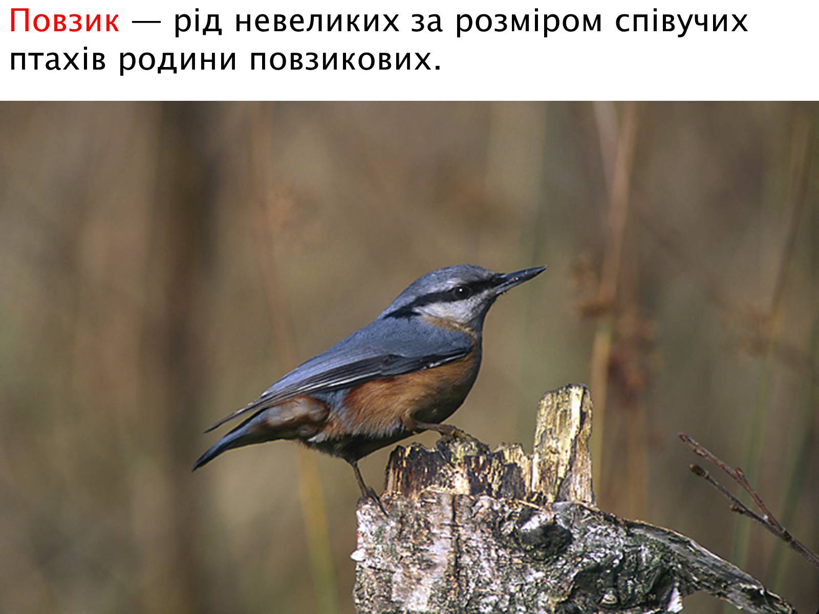 Презентація на тему «Зимуючі птахи України» - Слайд #13