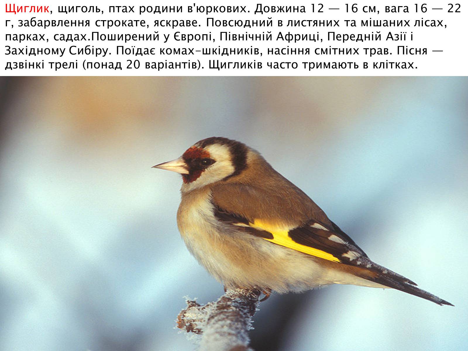 Презентація на тему «Зимуючі птахи України» - Слайд #18