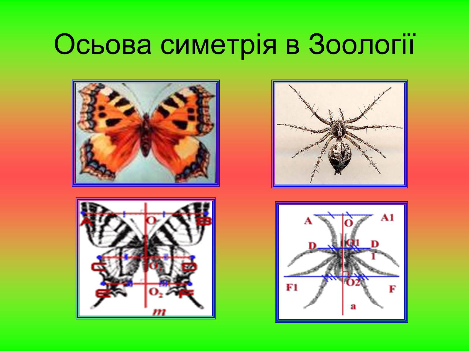 Примеры симметрии в животном мире