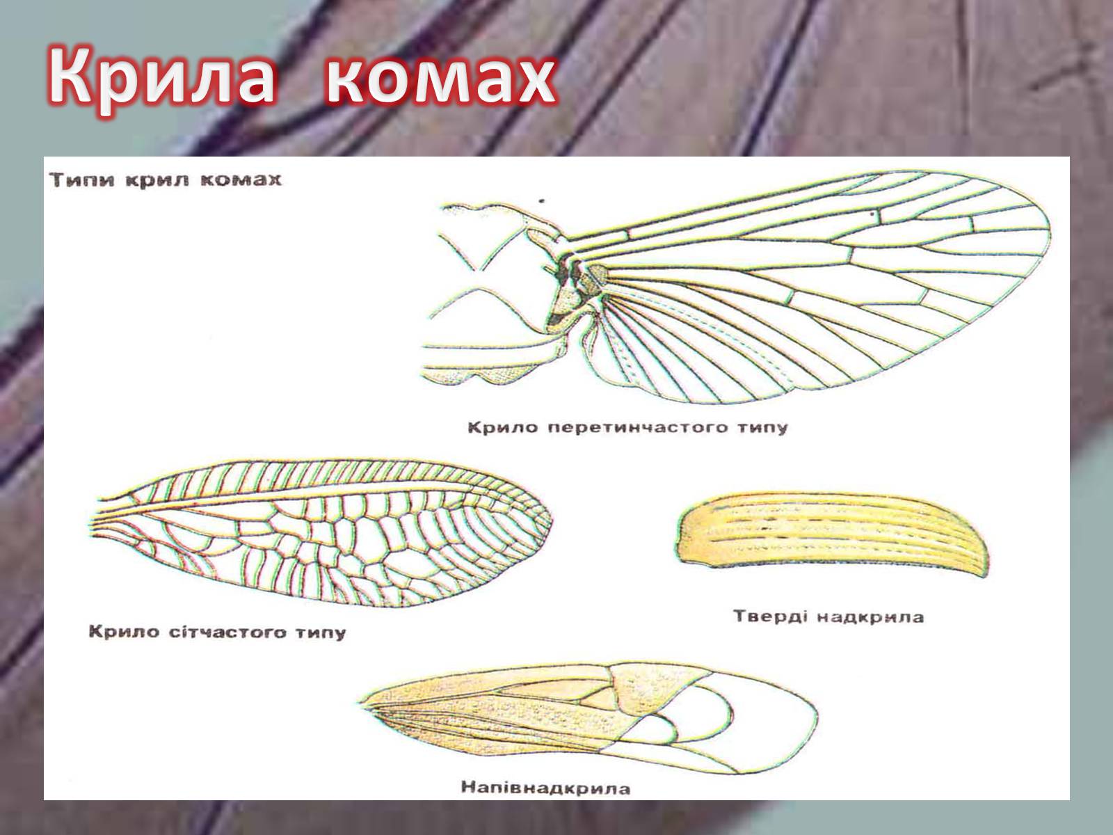 Презентація на тему «Крила комах» - Слайд #10