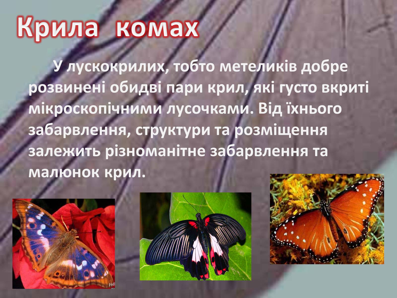 Презентація на тему «Крила комах» - Слайд #11