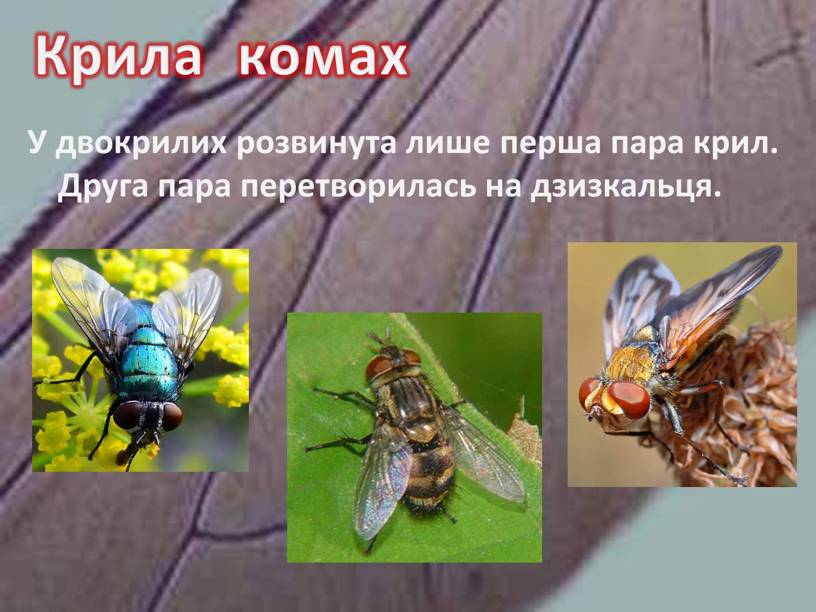 Презентація на тему «Крила комах» - Слайд #13