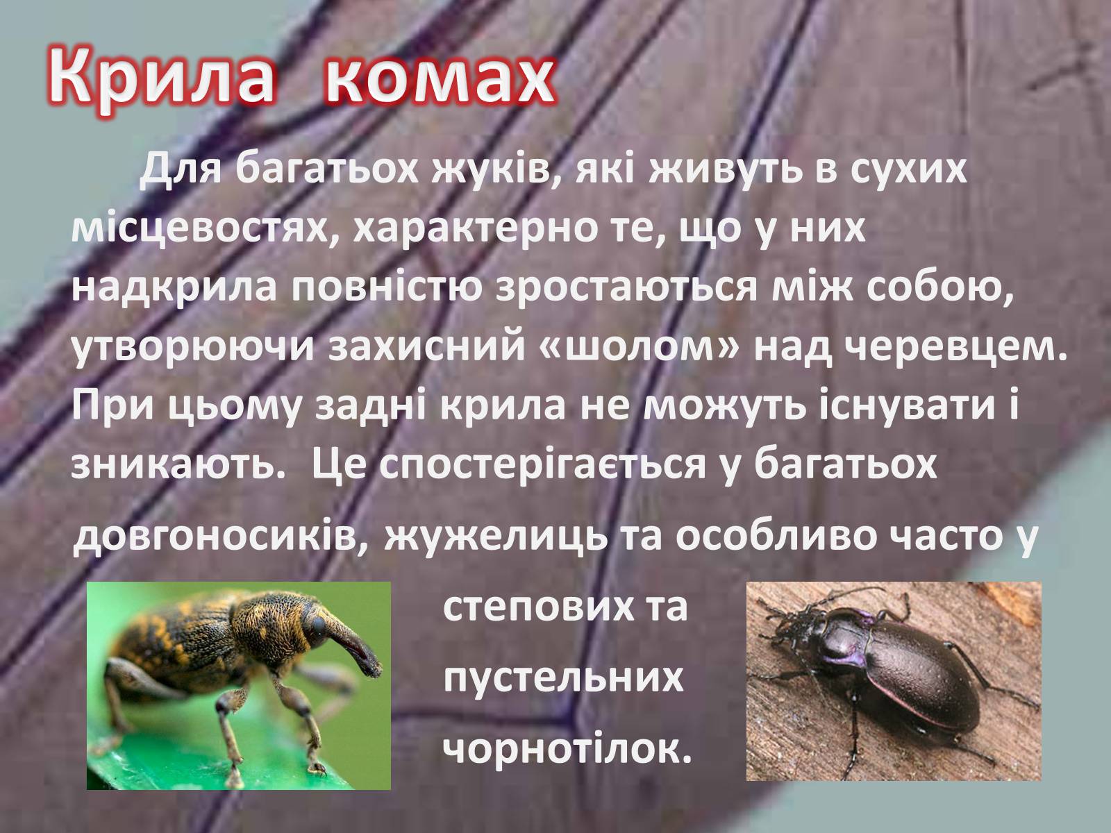 Презентація на тему «Крила комах» - Слайд #16