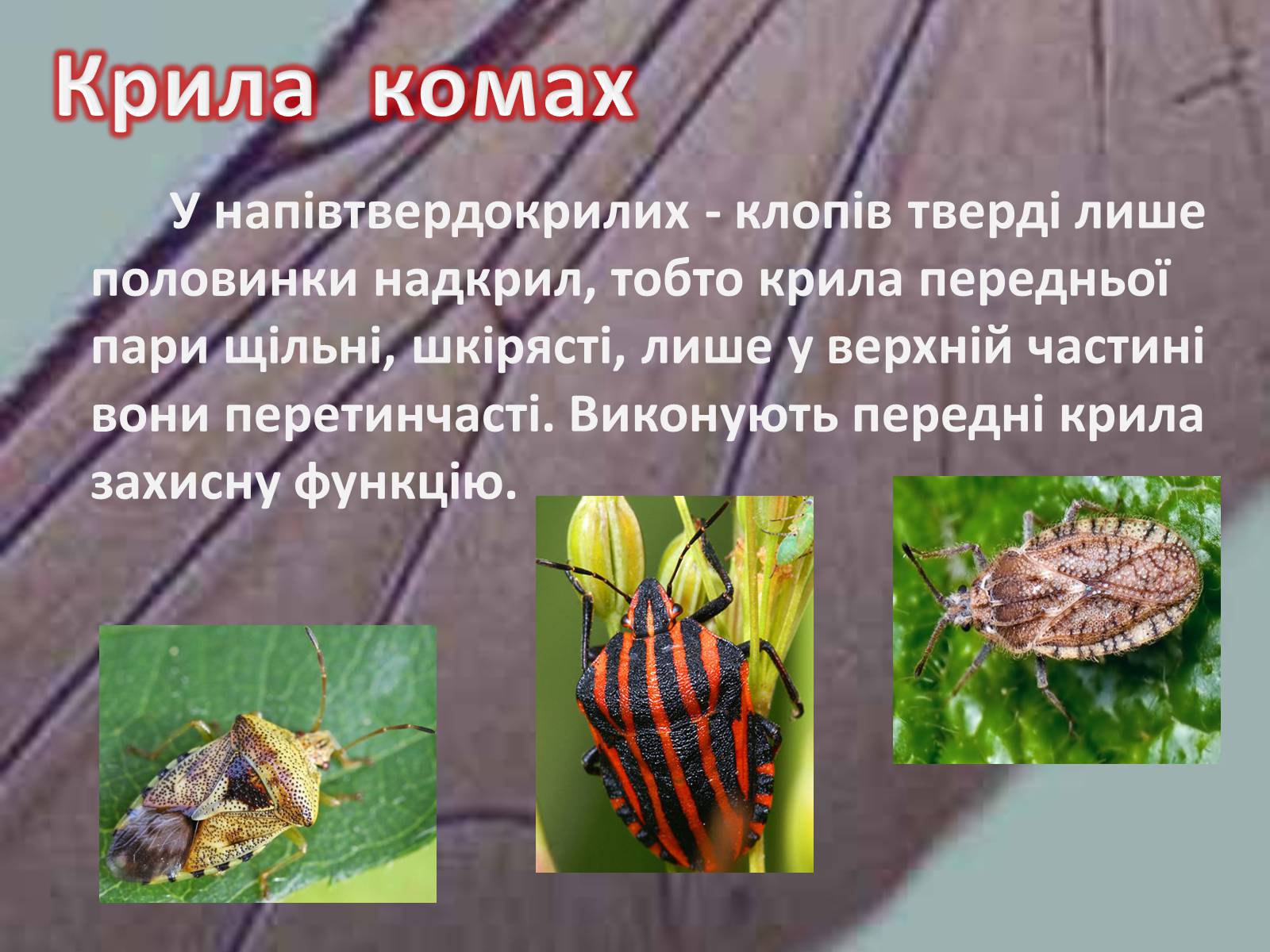Презентація на тему «Крила комах» - Слайд #17