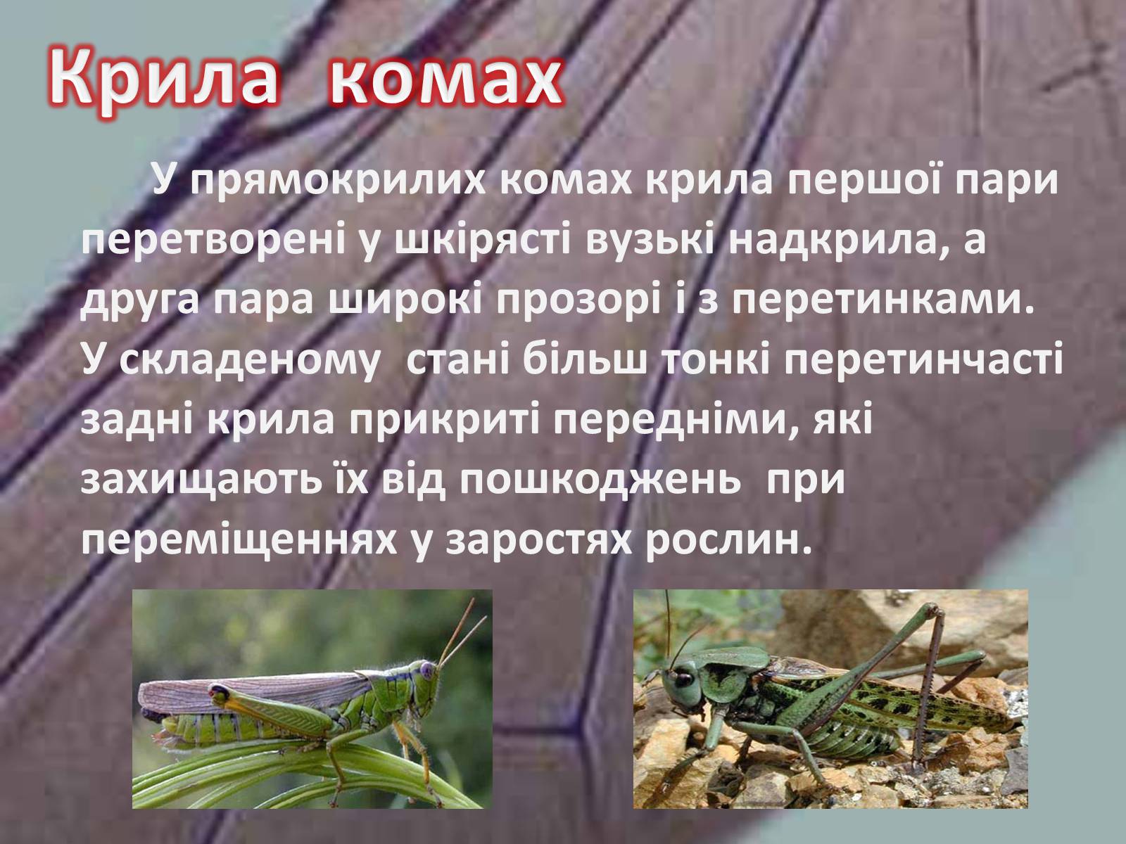 Презентація на тему «Крила комах» - Слайд #18