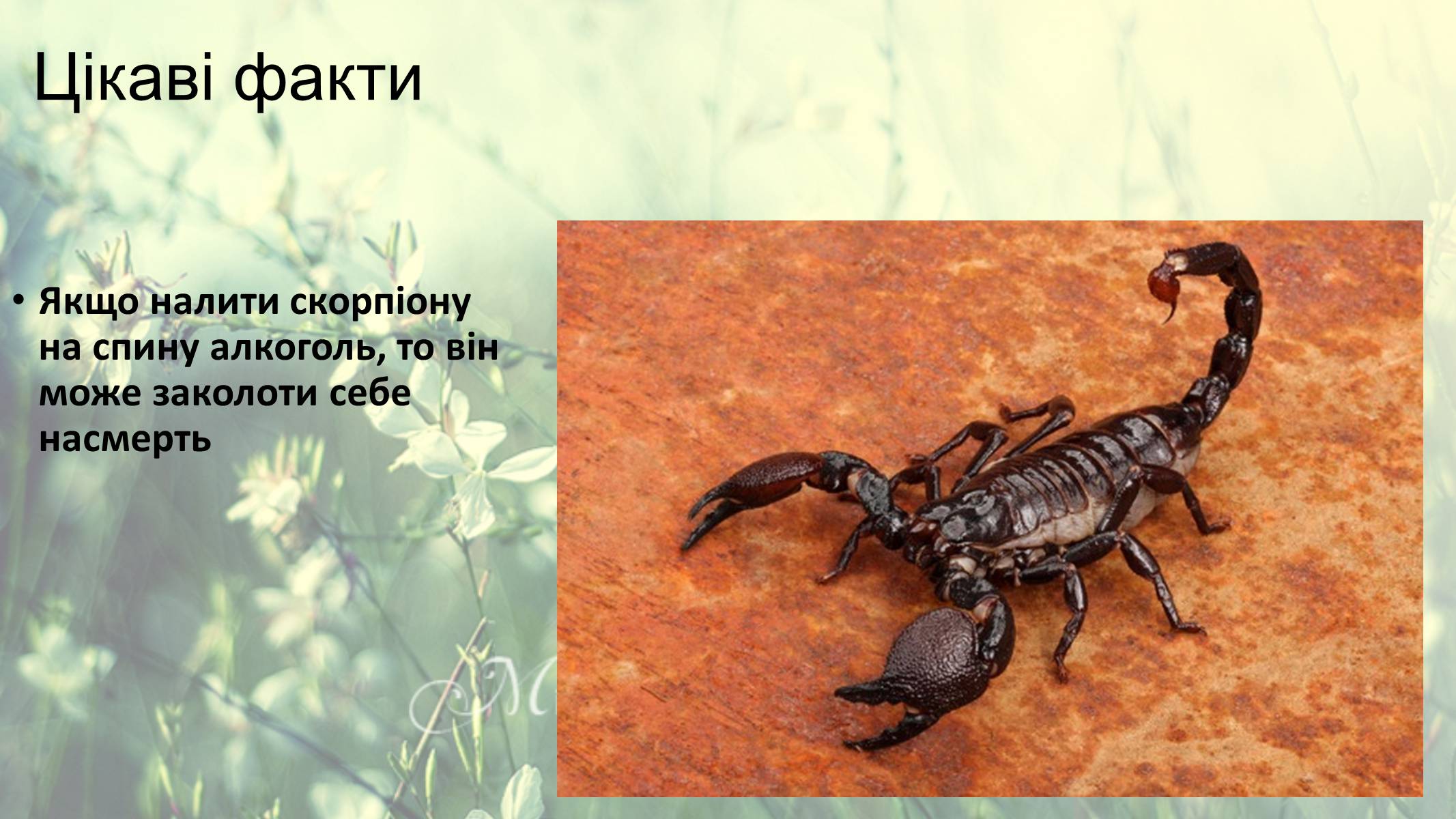 Презентація на тему «Цікаві факти про скорпіонів» - Слайд #5