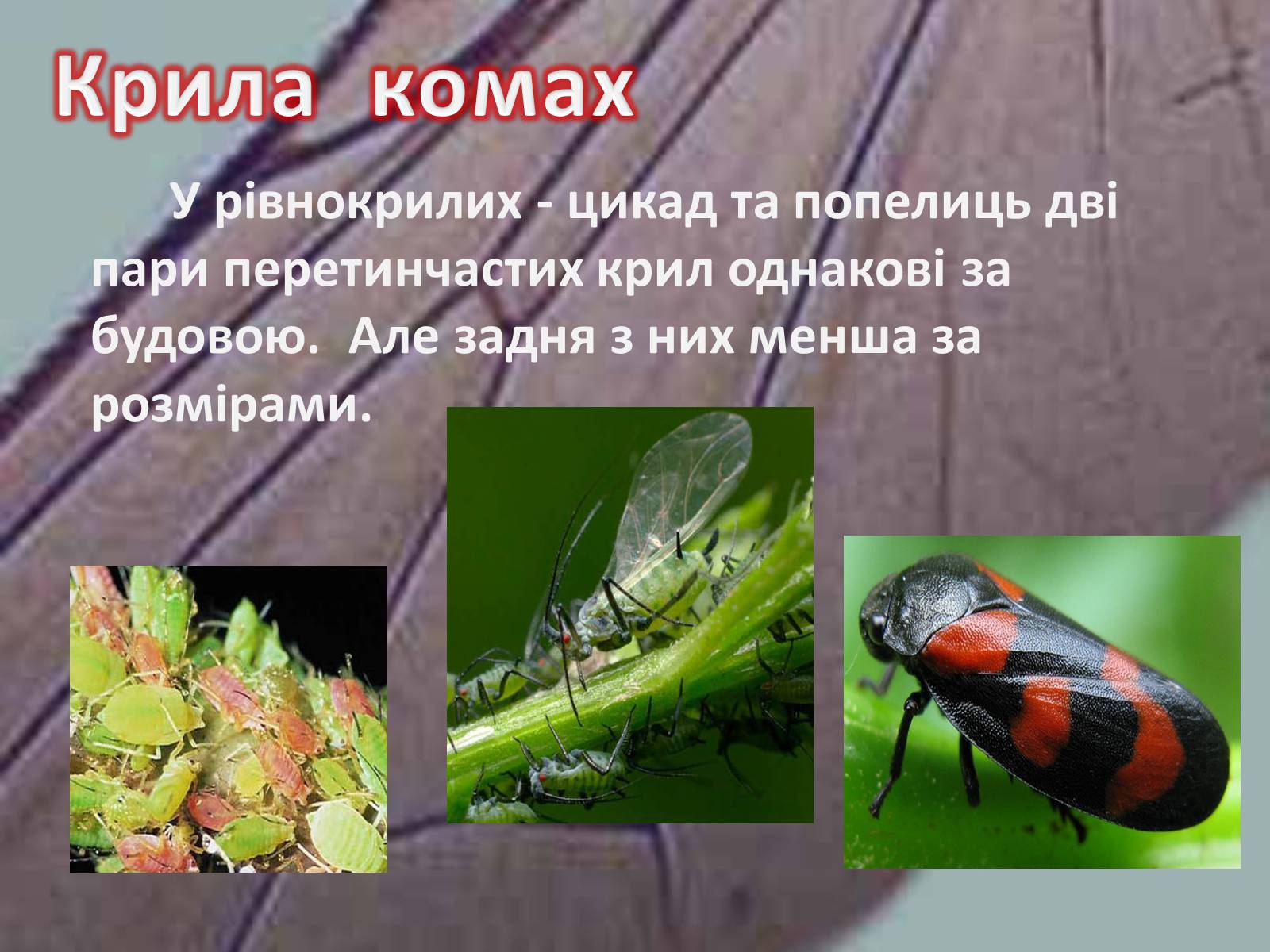 Презентація на тему «Крила комах» - Слайд #20