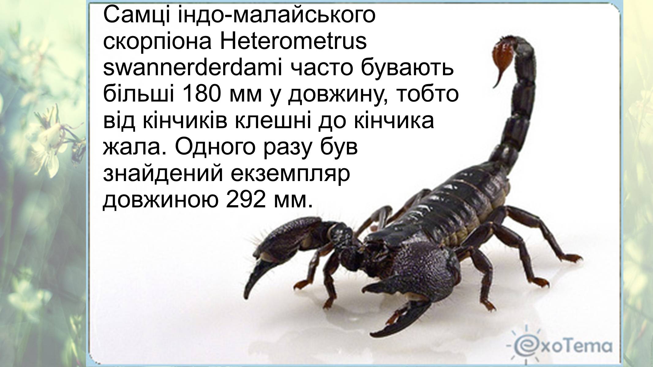 Презентація на тему «Цікаві факти про скорпіонів» - Слайд #8