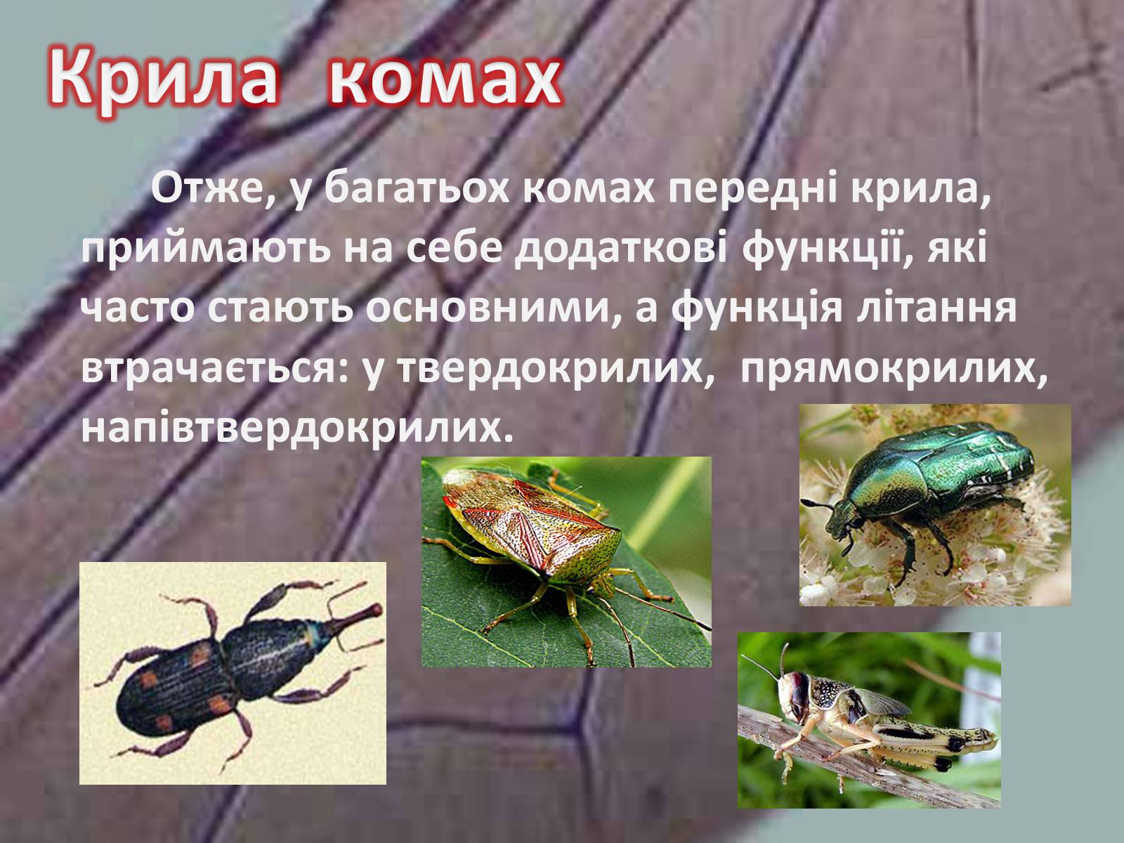 Презентація на тему «Крила комах» - Слайд #21