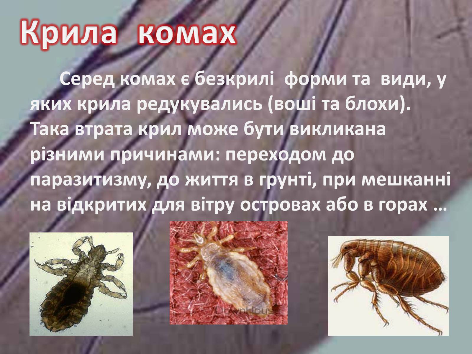 Презентація на тему «Крила комах» - Слайд #22