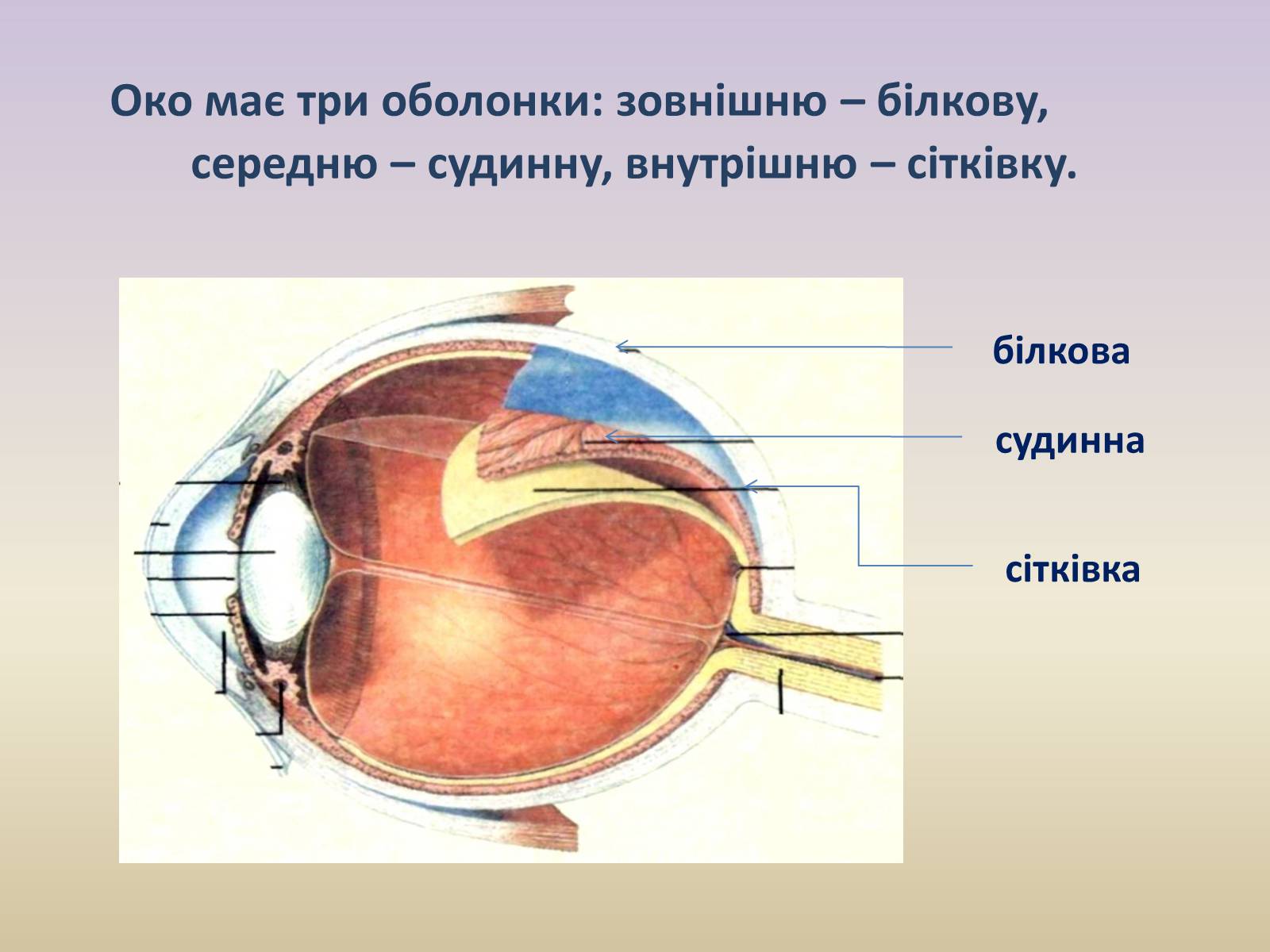 Презентація на тему «Зорова система» - Слайд #5