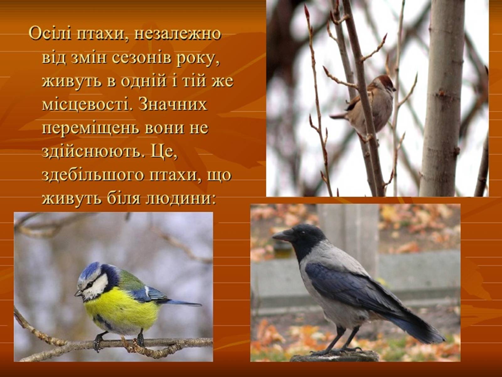 Презентація на тему «Перелітні птахи» - Слайд #7