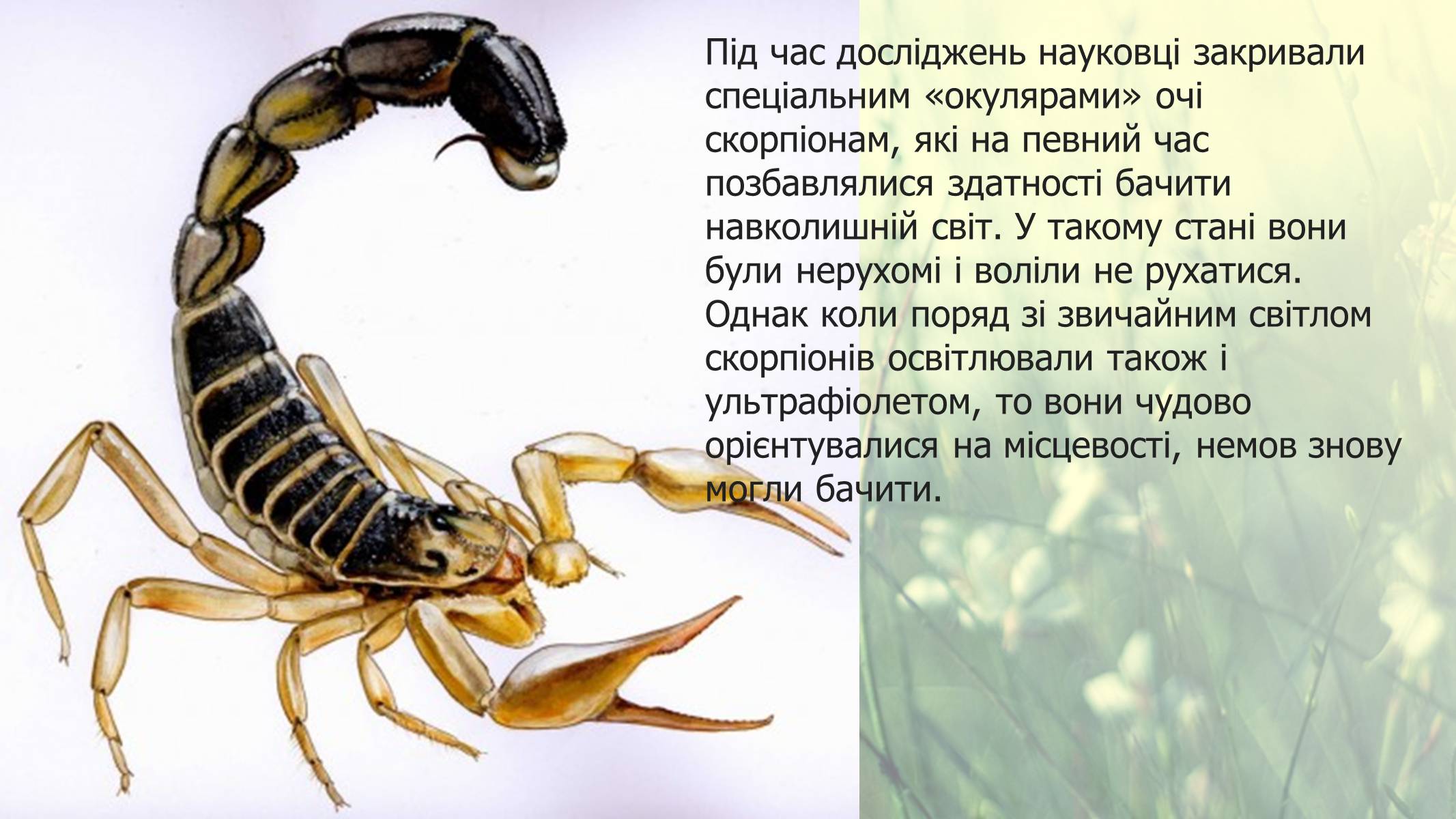 Презентація на тему «Цікаві факти про скорпіонів» - Слайд #12