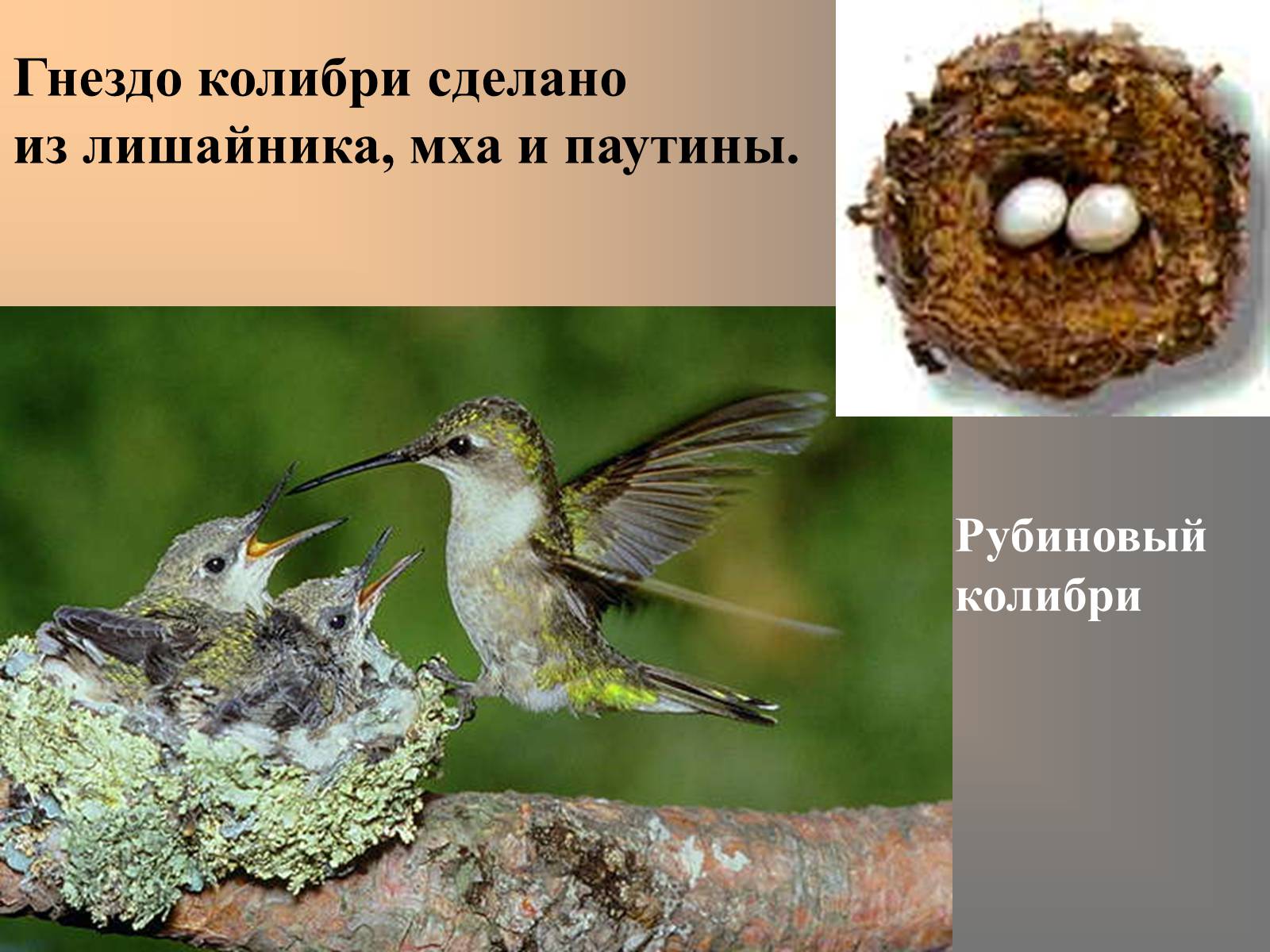 Презентація на тему «сезонные явления птиц» - Слайд #7