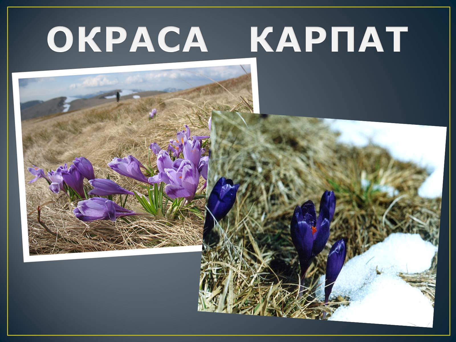 Презентація на тему «Українські Карпати» (варіант 8) - Слайд #16