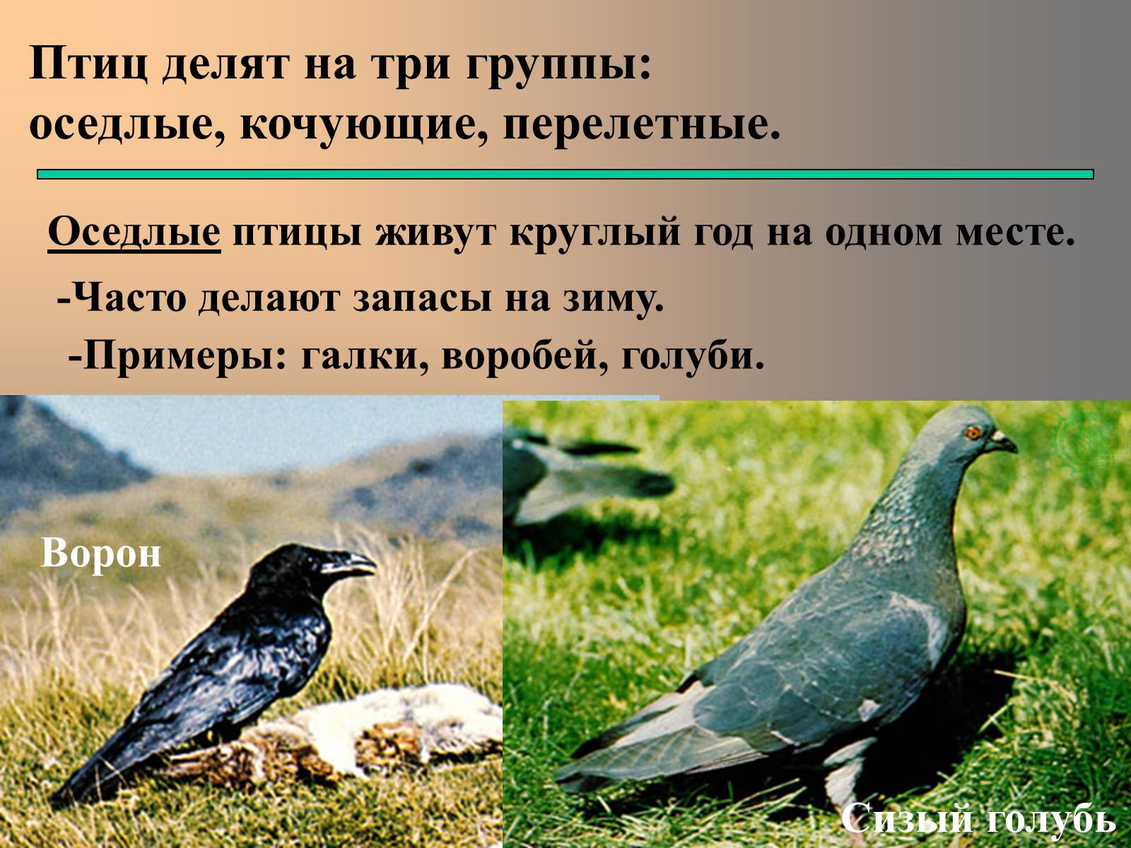 Презентація на тему «сезонные явления птиц» - Слайд #13