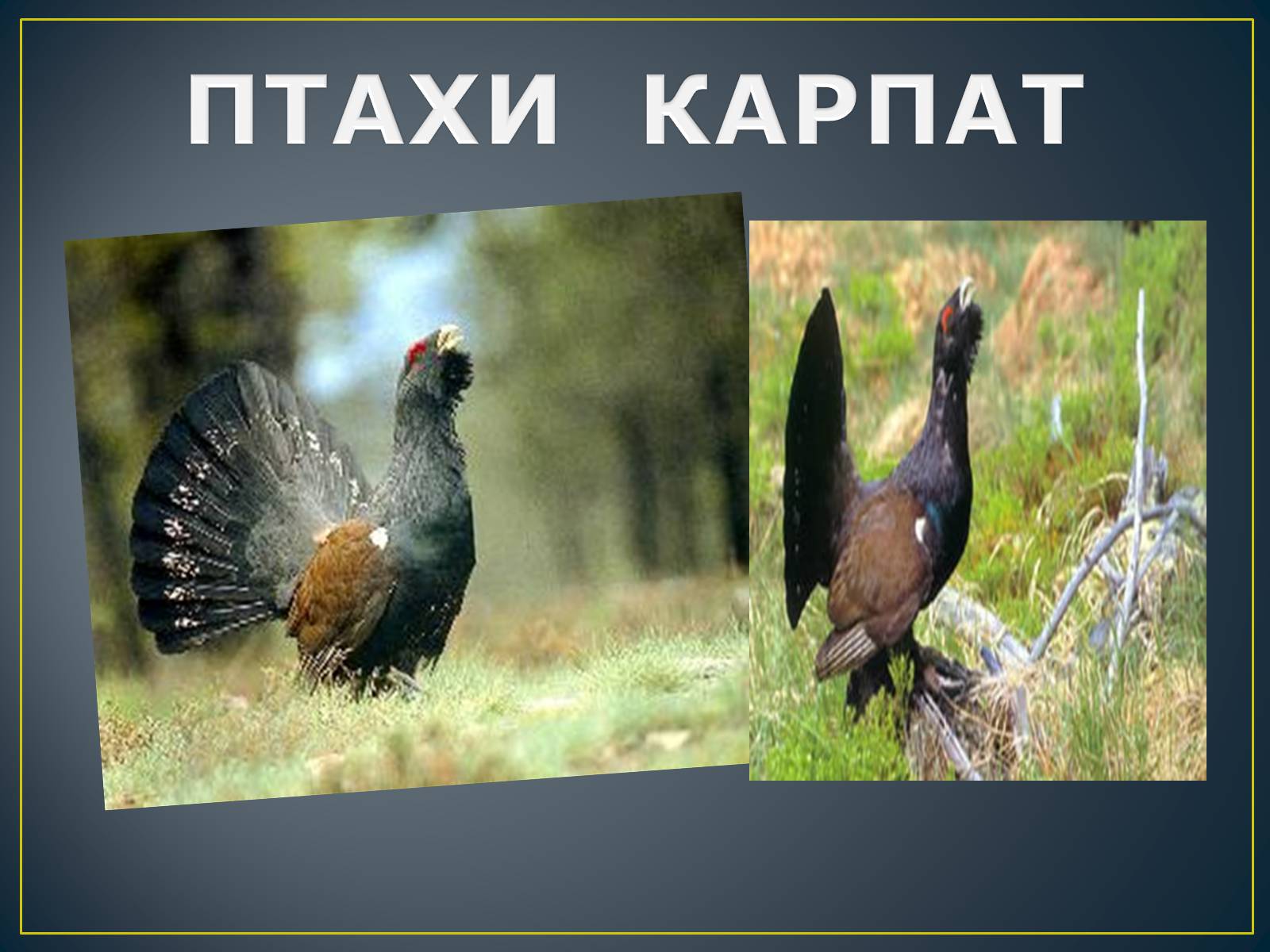 Презентація на тему «Українські Карпати» (варіант 8) - Слайд #21