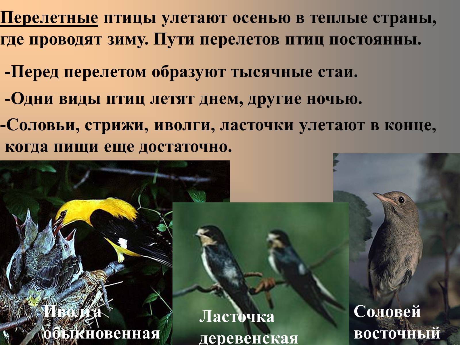 Презентація на тему «сезонные явления птиц» - Слайд #15