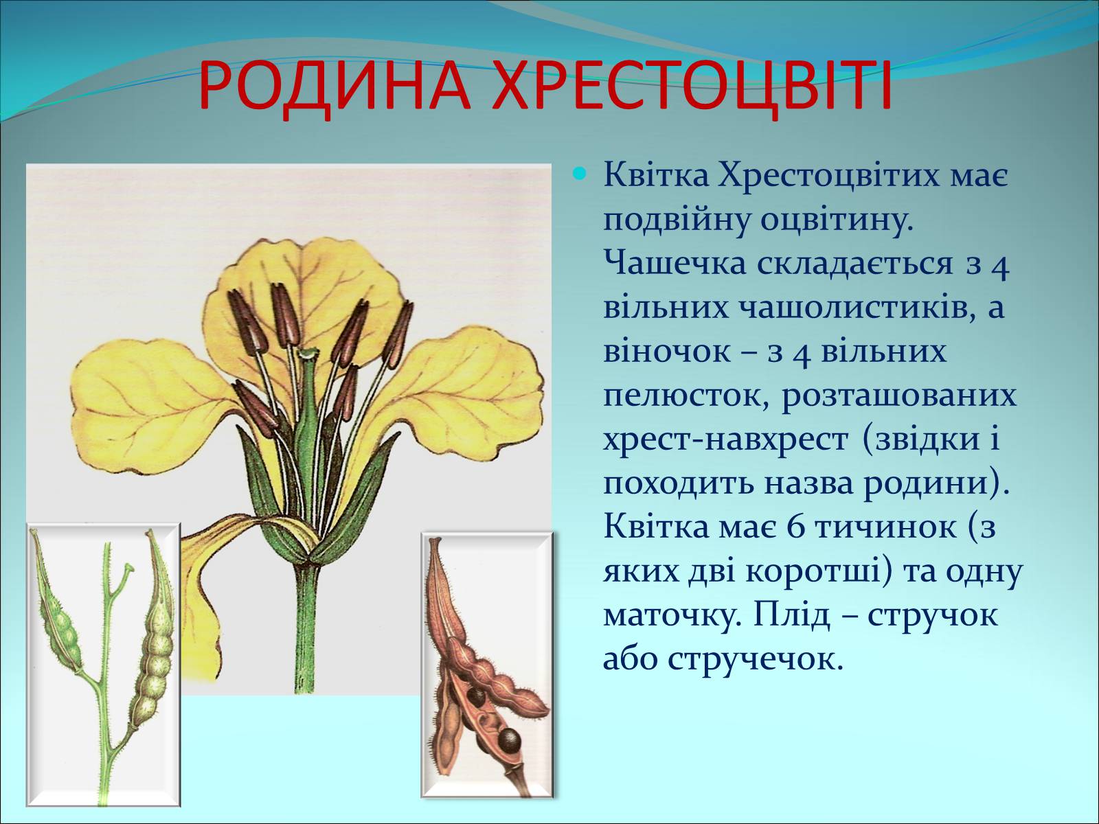 Презентація на тему «Різноманітність покритонасінних рослин» - Слайд #5