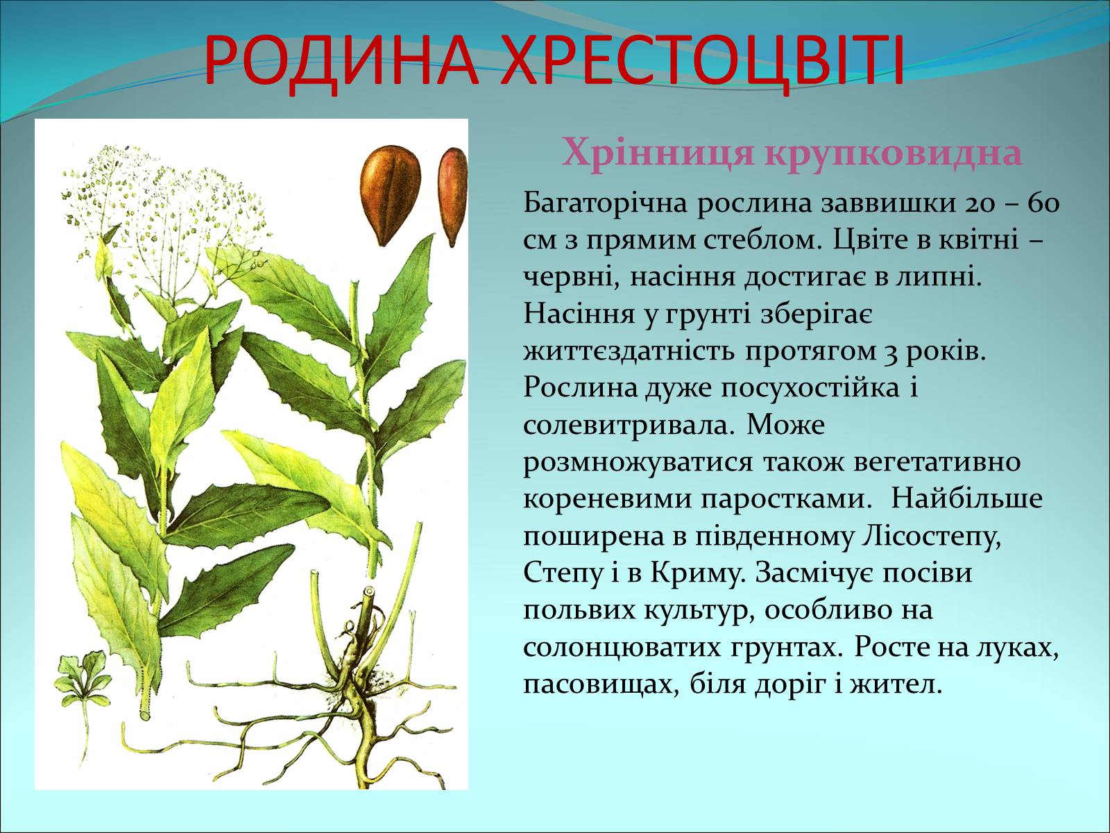 Презентація на тему «Різноманітність покритонасінних рослин» - Слайд #15