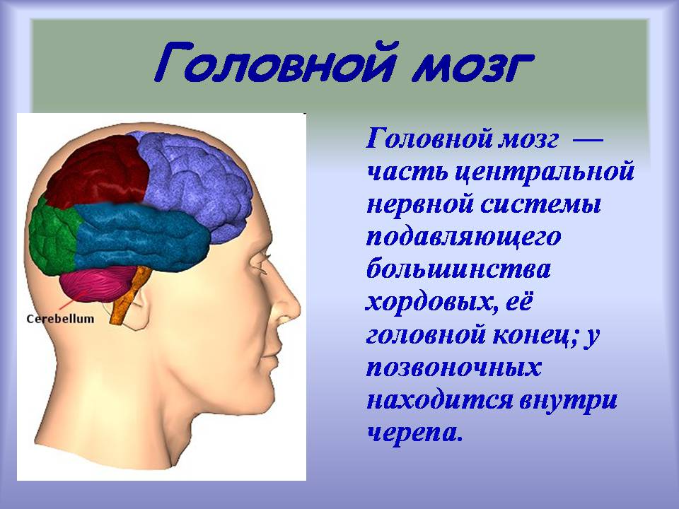 Строение мозга человека фото с описанием