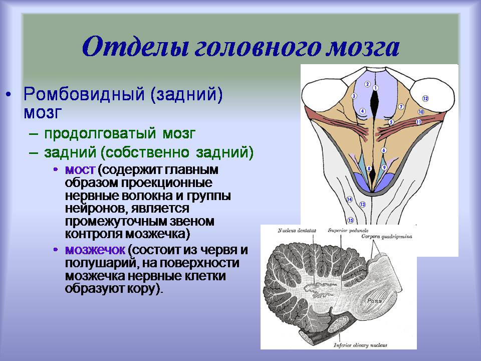 Презентація на тему «Центральная нервная система» - Слайд #3