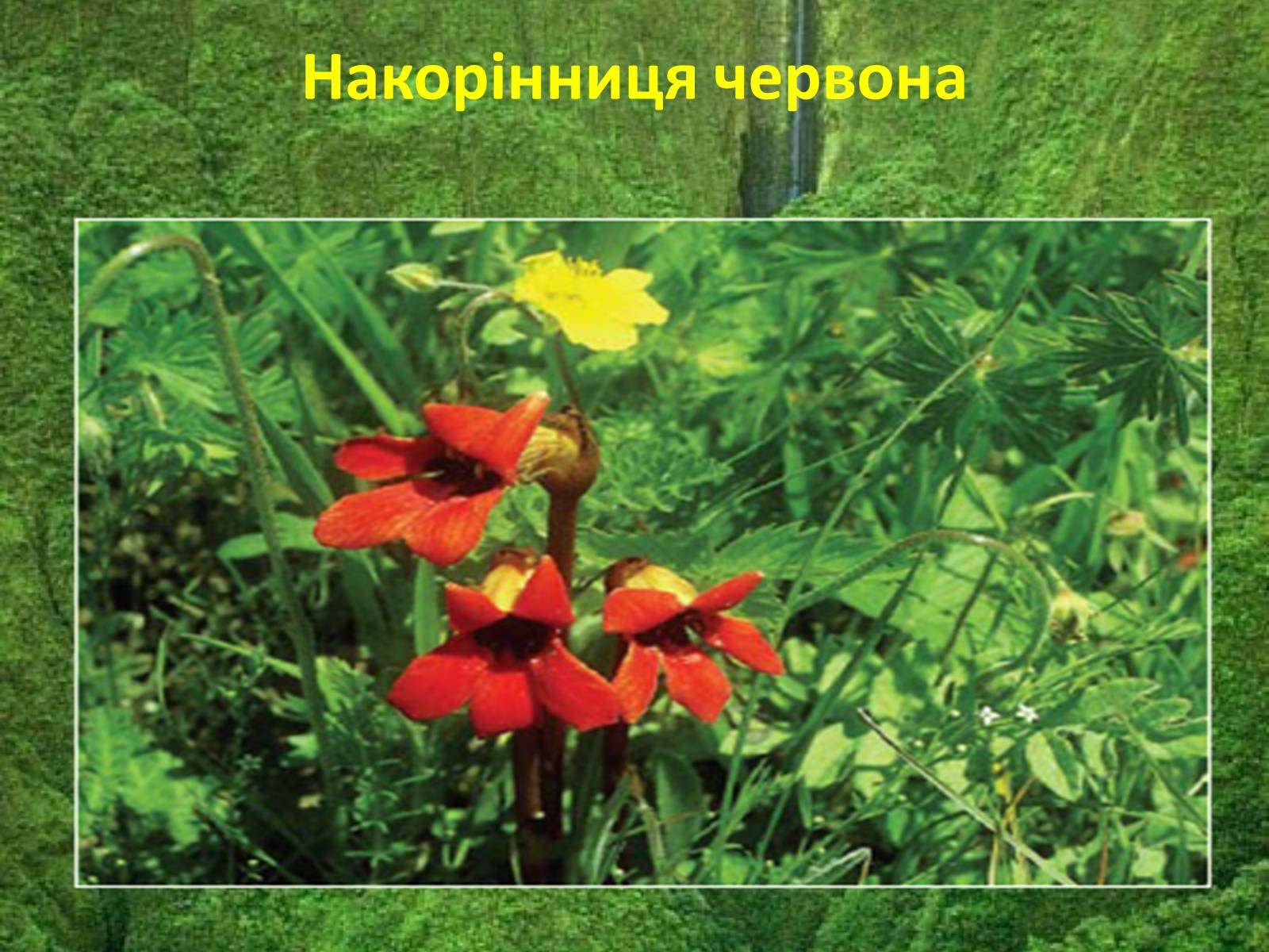 Презентація на тему «Червона книга україни» (варіант 5) - Слайд #15