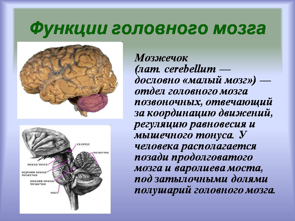 Презентація на тему «Центральная нервная система» - Слайд #8