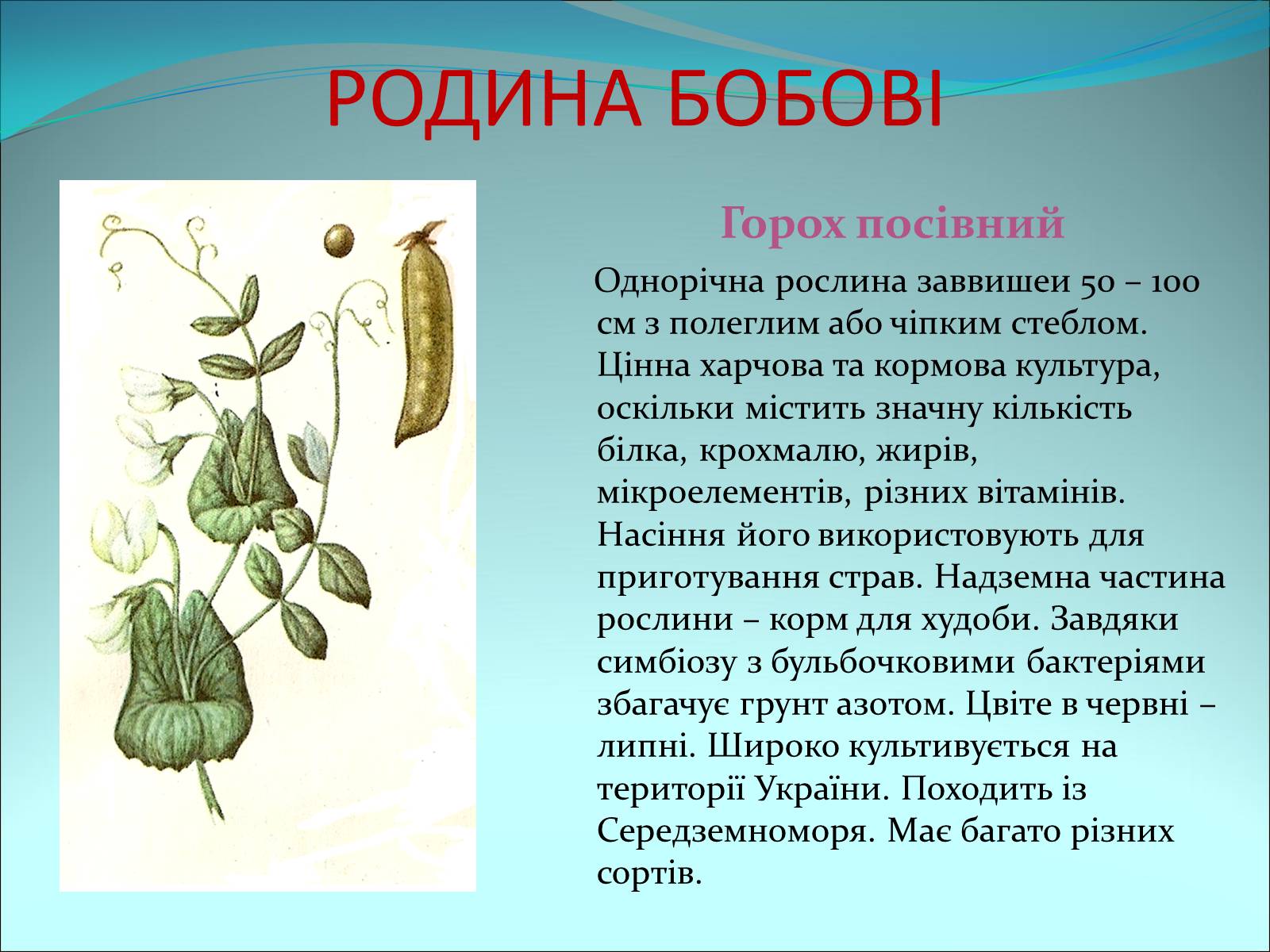Презентація на тему «Різноманітність покритонасінних рослин» - Слайд #35