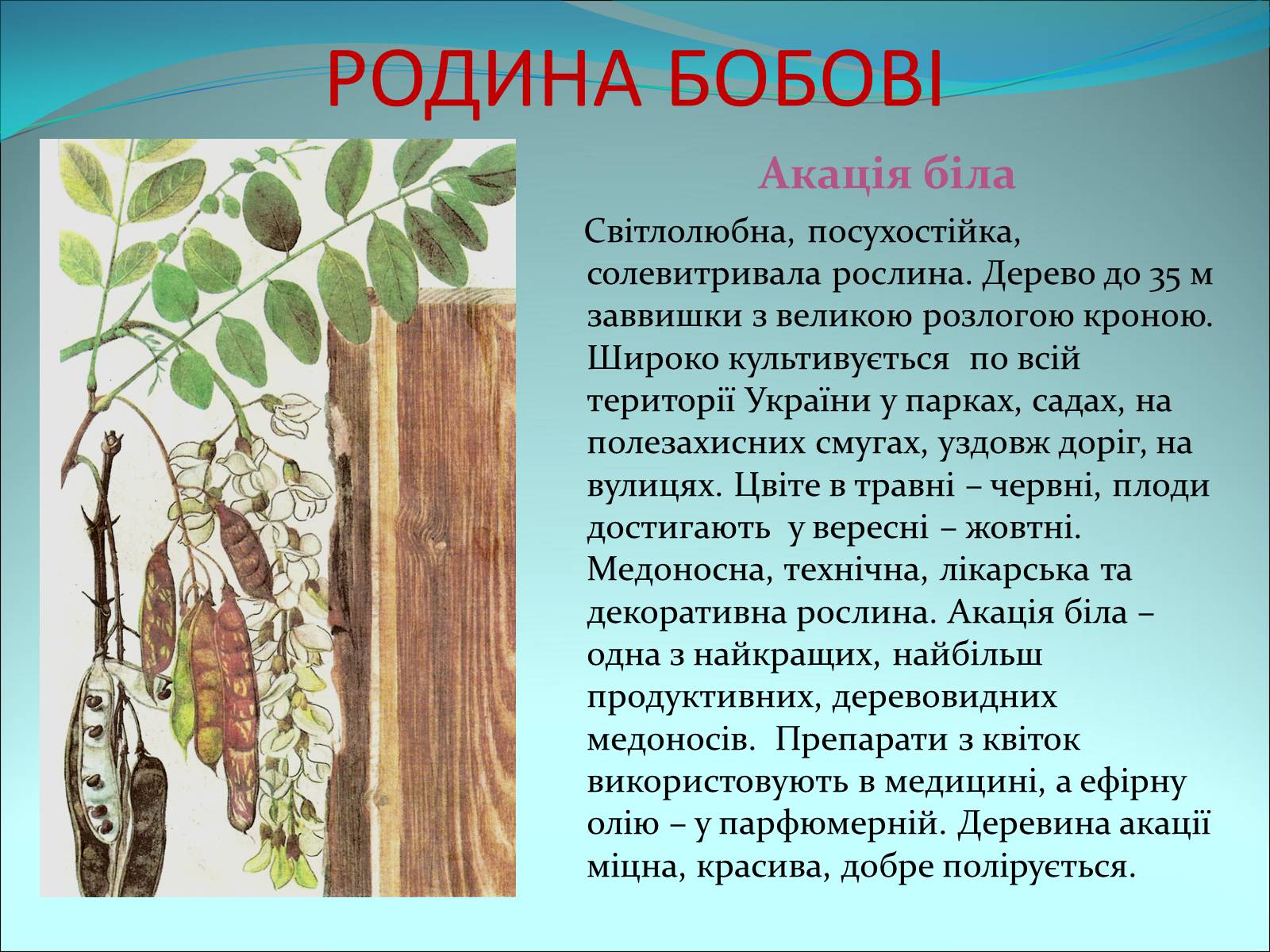 Презентація на тему «Різноманітність покритонасінних рослин» - Слайд #41
