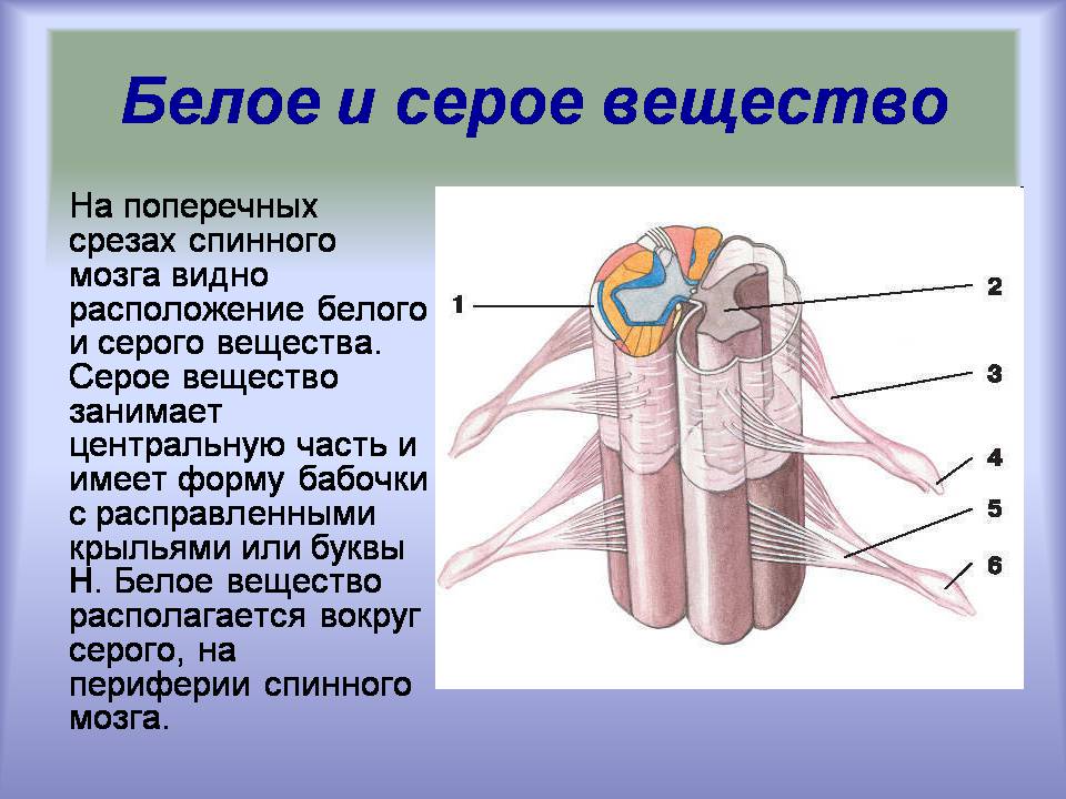 Презентація на тему «Центральная нервная система» - Слайд #16