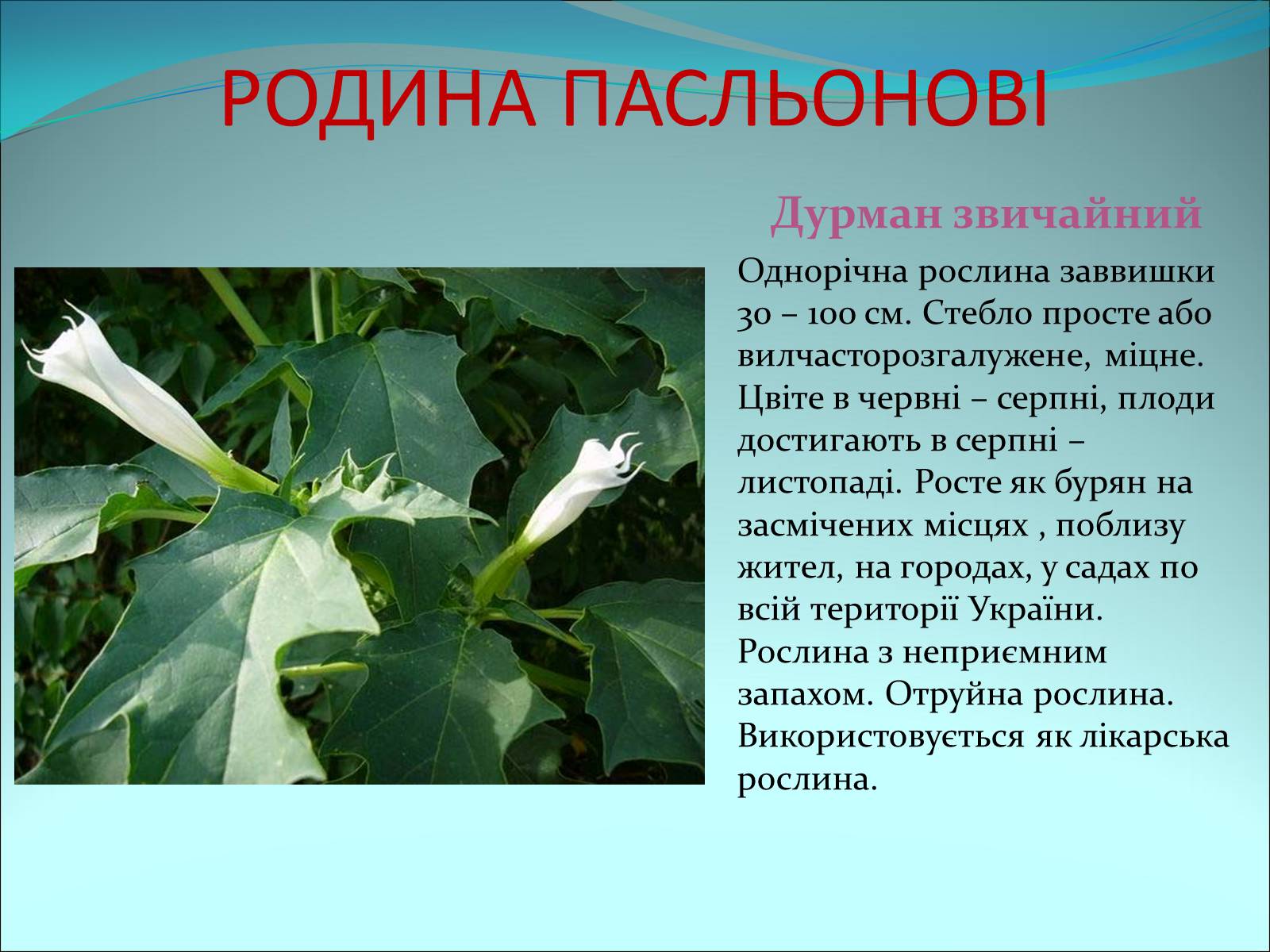 Презентація на тему «Різноманітність покритонасінних рослин» - Слайд #48