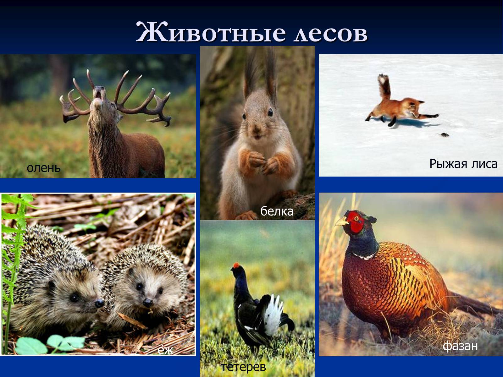 Природные зоны России широколиственные леса животные