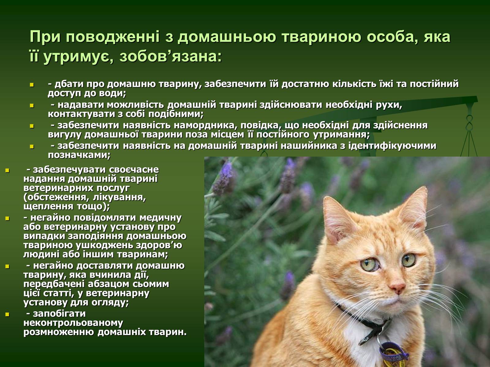 Презентація на тему «Захист тварин в Україні» - Слайд #7