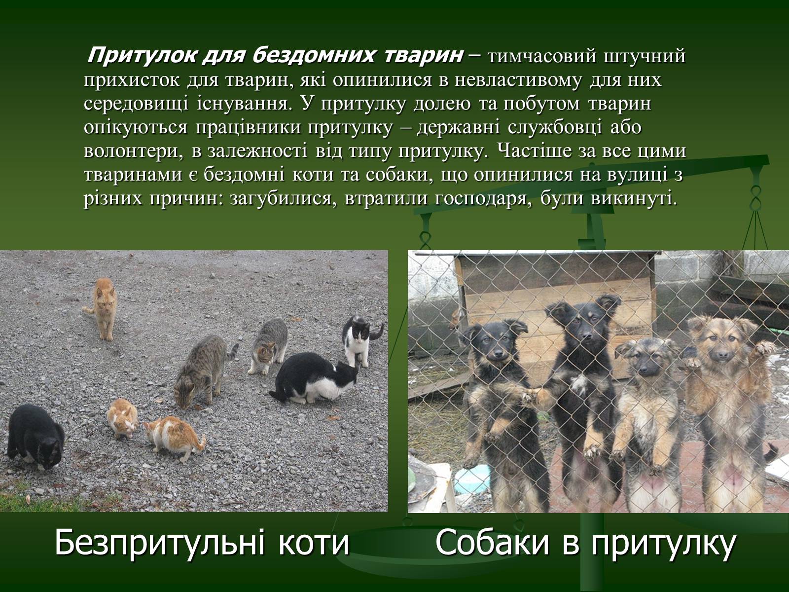 Презентація на тему «Захист тварин в Україні» - Слайд #8