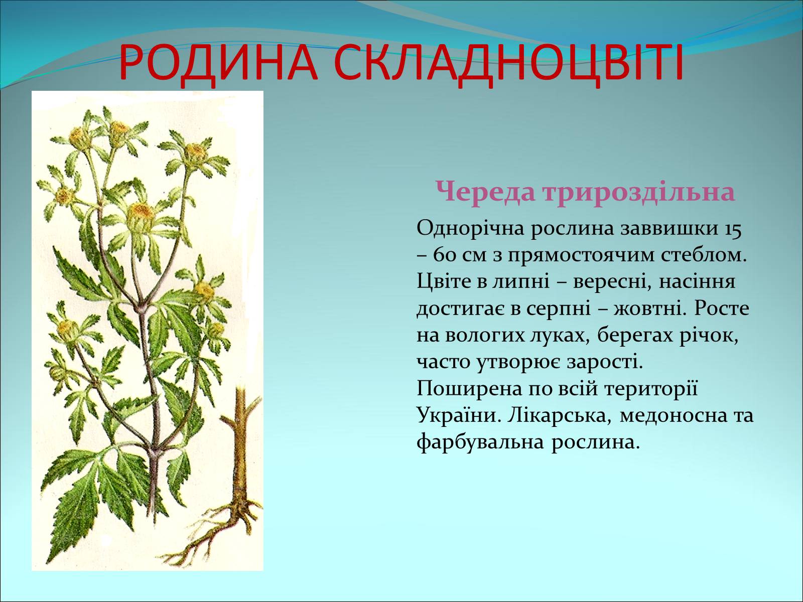 Презентація на тему «Різноманітність покритонасінних рослин» - Слайд #60