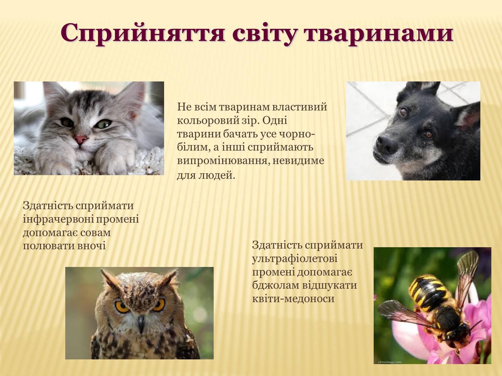 Презентація на тему «Сприйняття світу тваринами» - Слайд #3