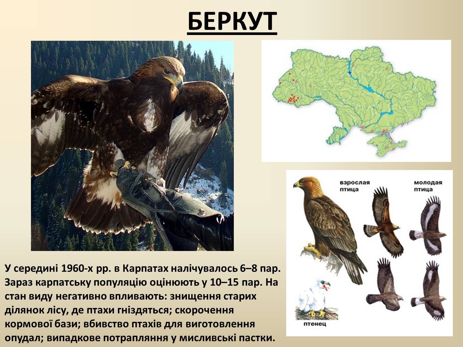 Презентація на тему «Тварини Червоної Книги України» - Слайд #2