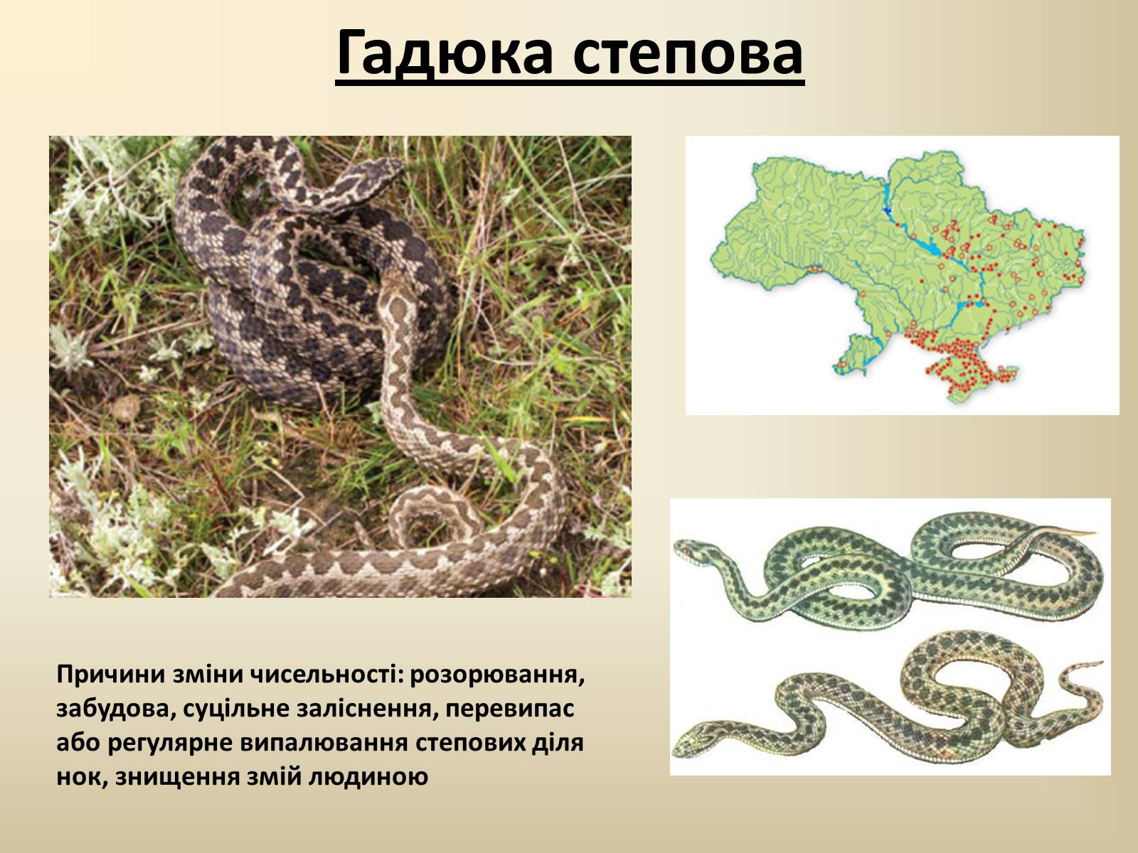 Презентація на тему «Тварини Червоної Книги України» - Слайд #3