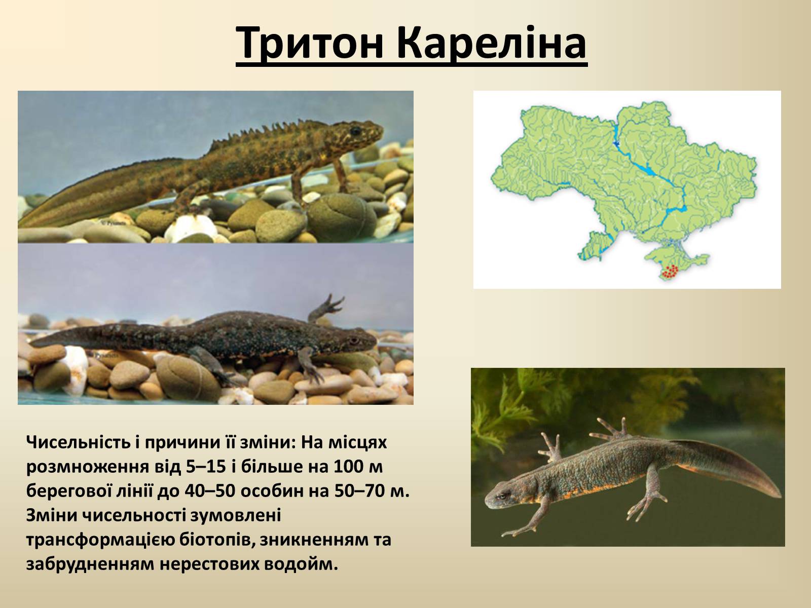 Презентація на тему «Тварини Червоної Книги України» - Слайд #4